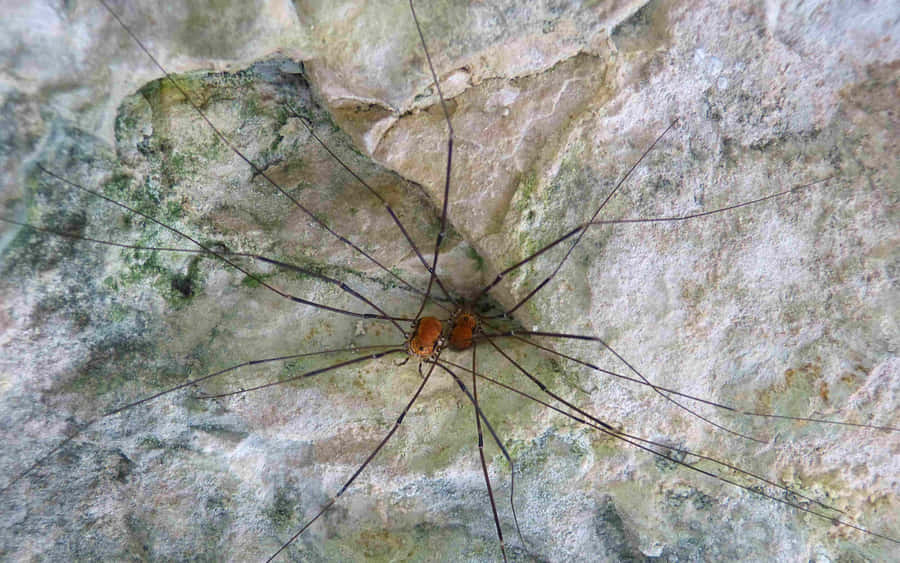 Harvestmanon Rock Texture Wallpaper