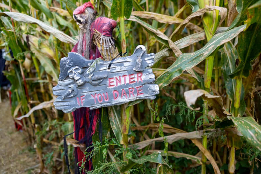 Haunted Corn Maze Entrance Sign Wallpaper
