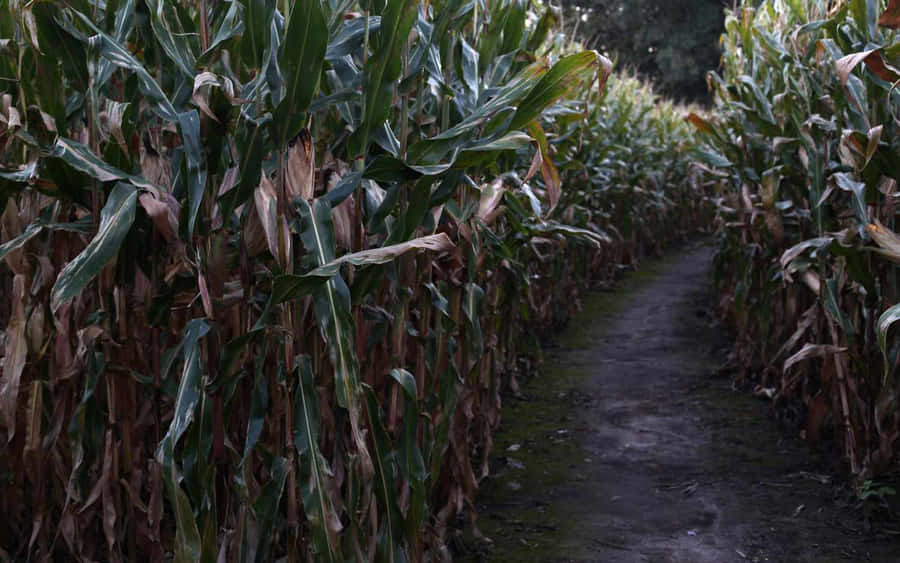 Haunted Corn Maze Pathway Wallpaper