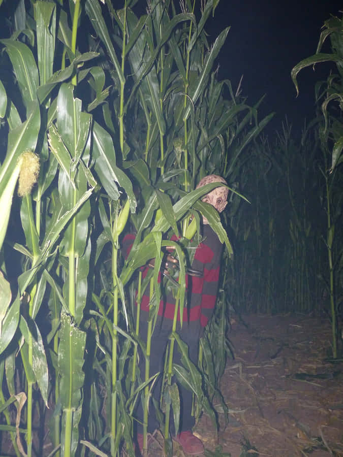 Haunted Corn Maze Scarecrow Wallpaper