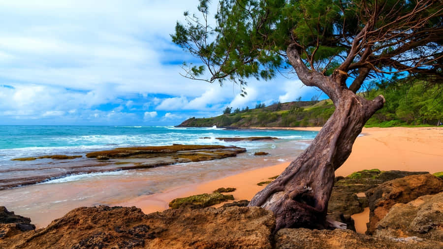 Hawaiian Coastal Tree Wallpaper