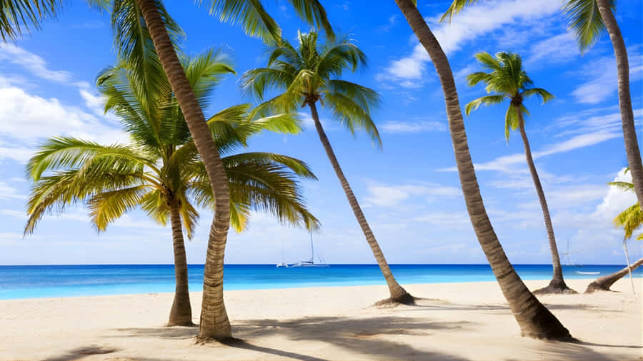 Hawaiian Tropical Beach Paradise Wallpaper