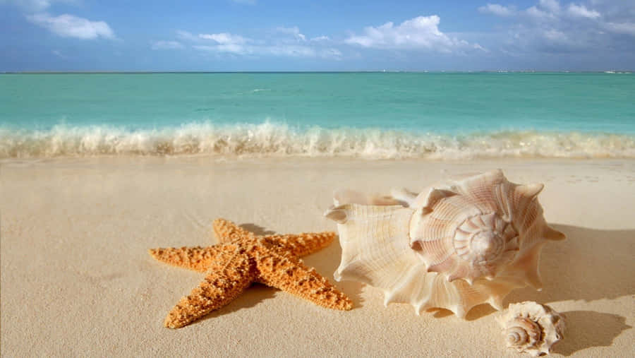 Hd Beach With Starfish And Seashells Wallpaper