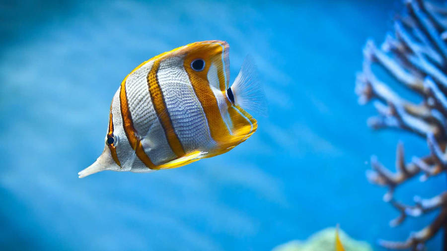 Hd Fish Swimming Copperband Butterflyfish Wallpaper