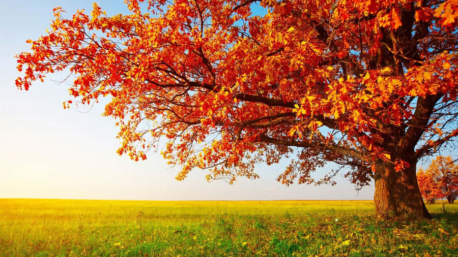 Hd Single Autumn Tree Wallpaper