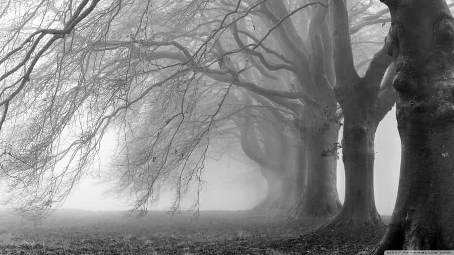 Heavy Fog [wallpaper] Wallpaper