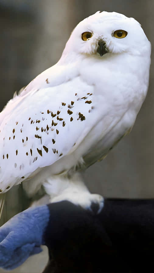Hedwig The Snowy Owl Wallpaper