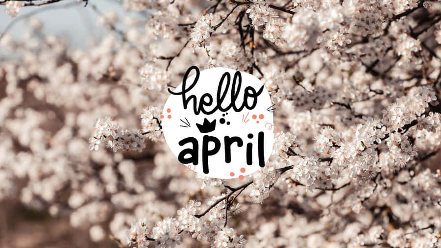 Hello April Cherry Blossoms Wallpaper