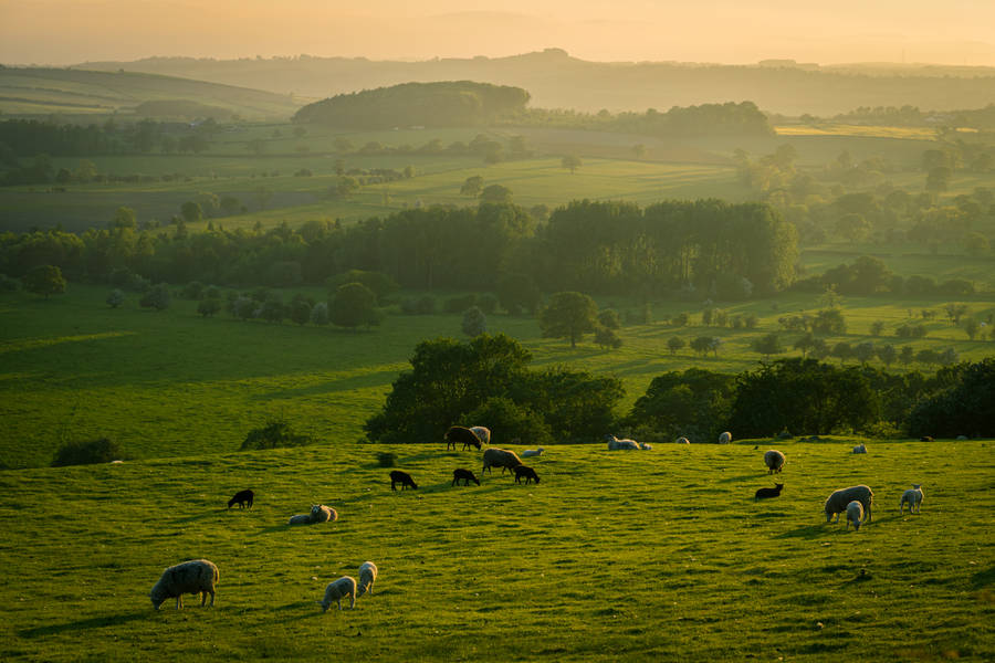 Herd Of Sheep On Meadow Wallpaper