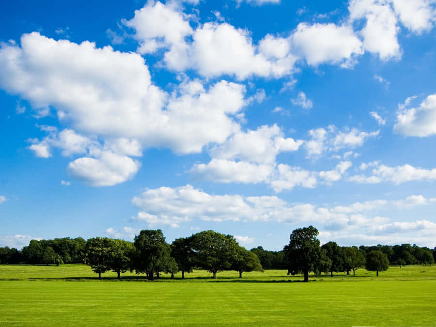 Hi Res Sky On Vivid Pasture Field Wallpaper