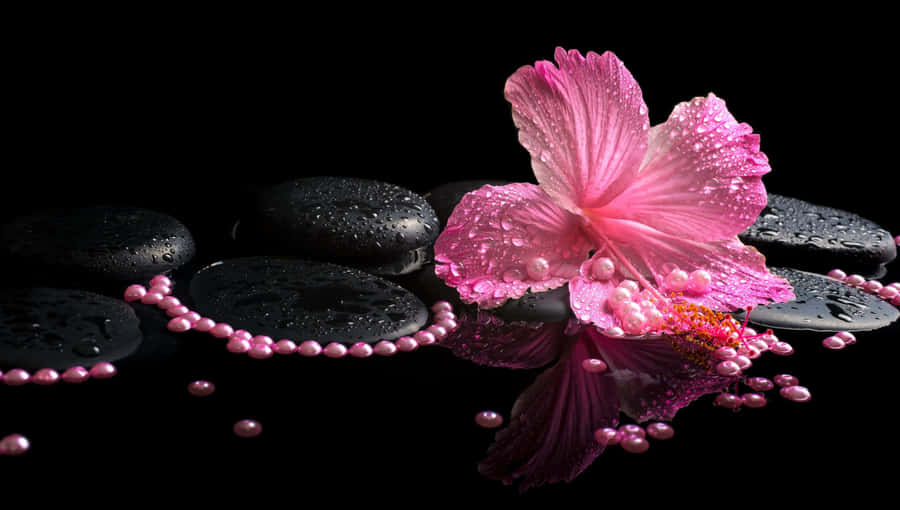 Hibiscus Reflection Spa Concept Wallpaper