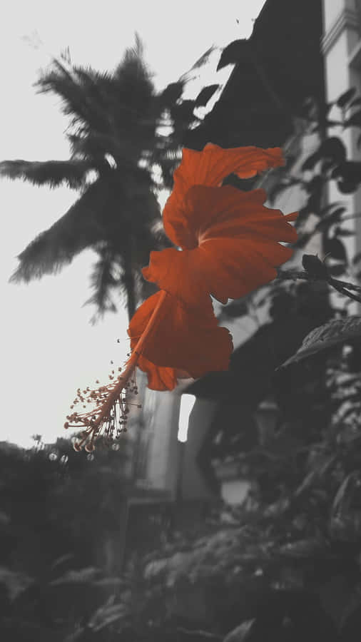 Hibiscusin Monochrome Garden.jpg Wallpaper