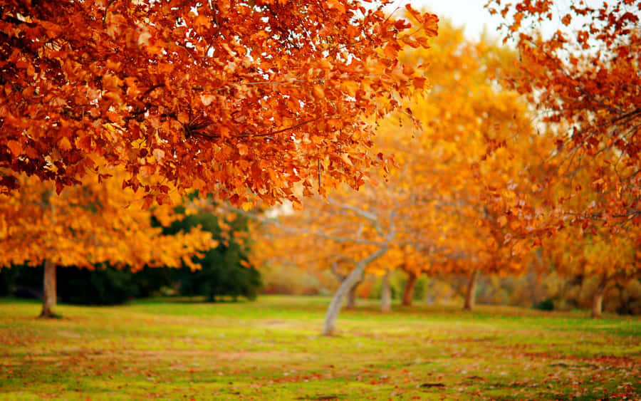 High Resolution Fall Leaves In Orange And Yellow Wallpaper