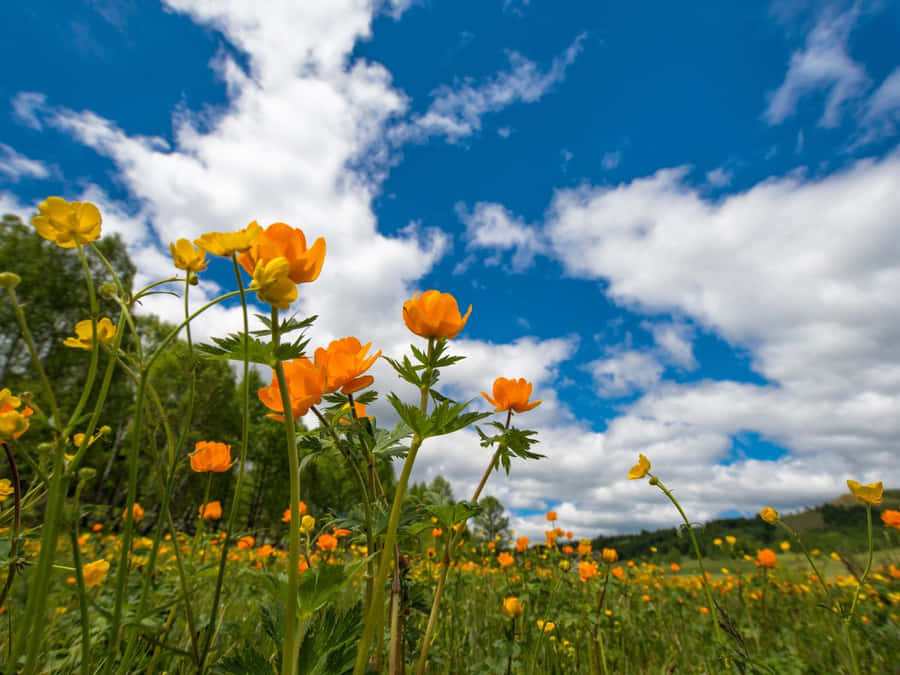 Hiker Enjoying The Majestic Mountain View Wallpaper