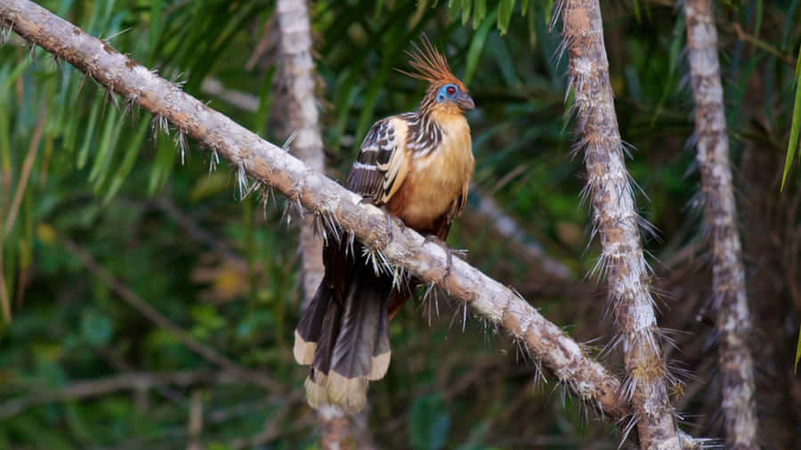 Hoatzin Bird Perchedon Branch Wallpaper