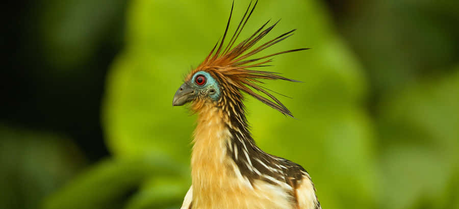 Hoatzin Bird Portrait Wallpaper