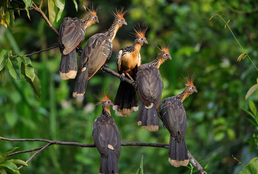 Hoatzin Birds Perching Branch Wallpaper