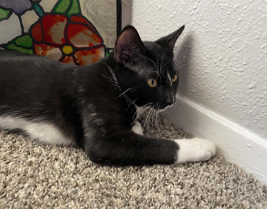 Homely European Shorthair Cat Lounging Wallpaper