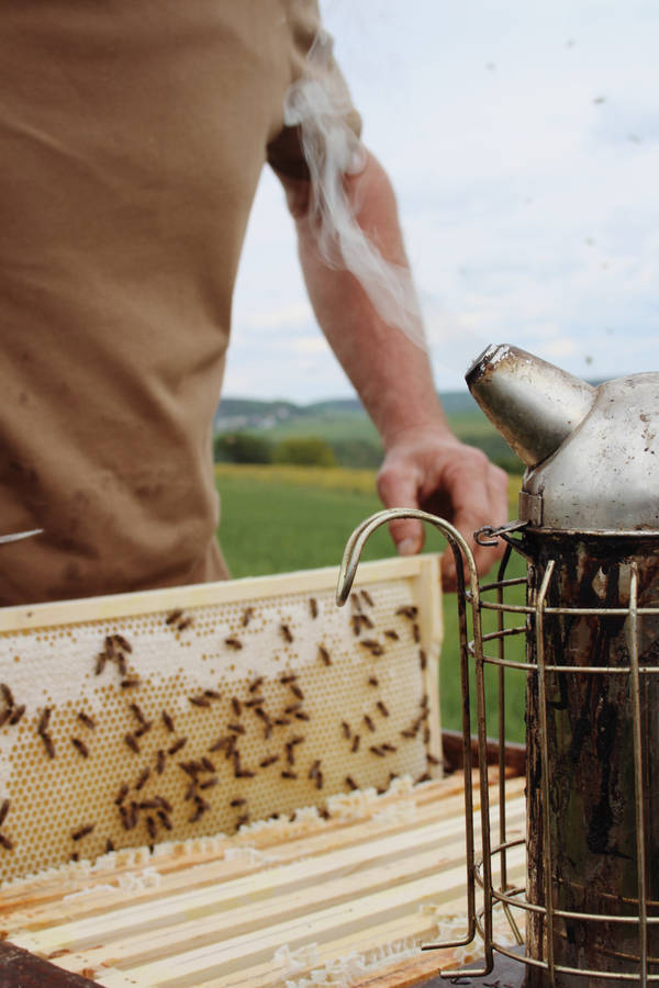 Honeycomb Bee Farm Wallpaper