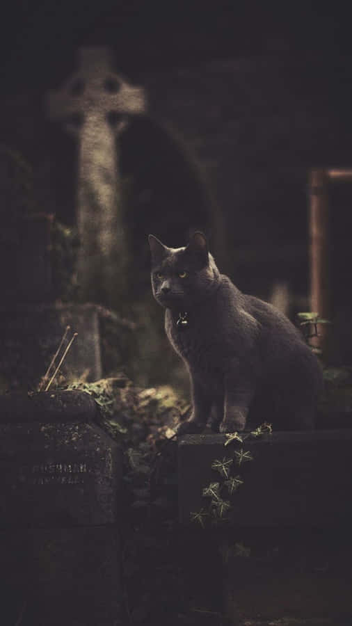 Horror Iphone Black Cat Wallpaper