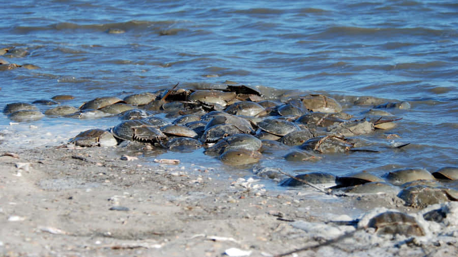 Horseshoe Crabs Gatheringon Shoreline Wallpaper