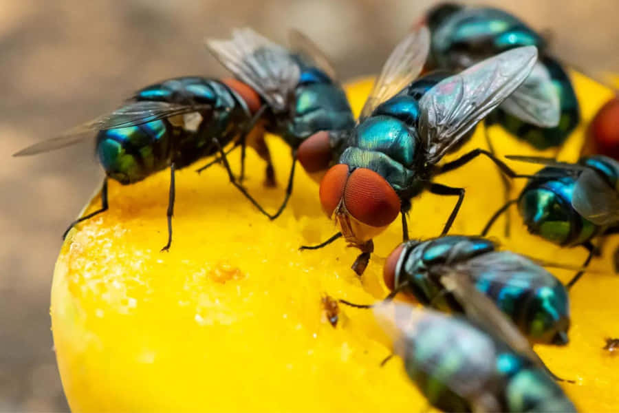 House Flies Feastingon Fruit Wallpaper