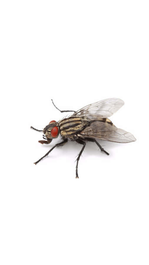House Fly Closeup White Background Wallpaper