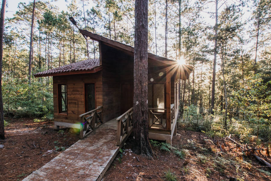 House In Honduras Forest Wallpaper