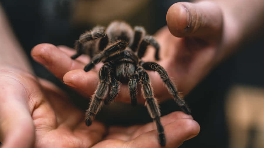 Human Handled Tarantula Wallpaper