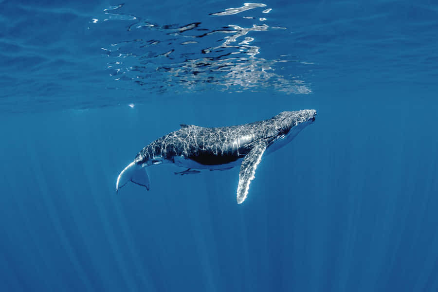Humpback Whale Underwater Serenity Wallpaper