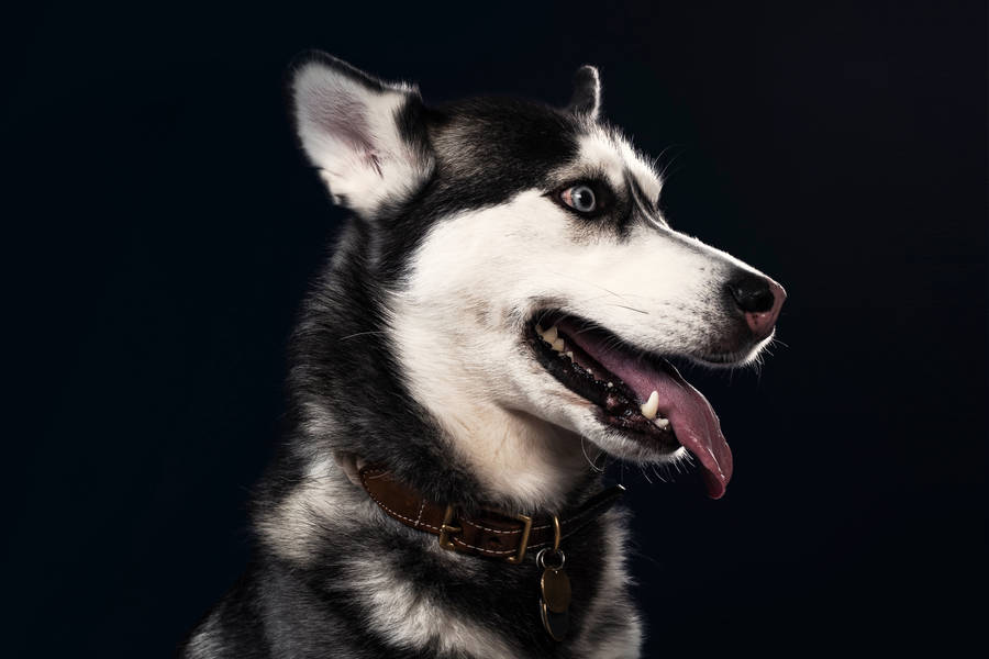 Husky Tongue Out Wallpaper
