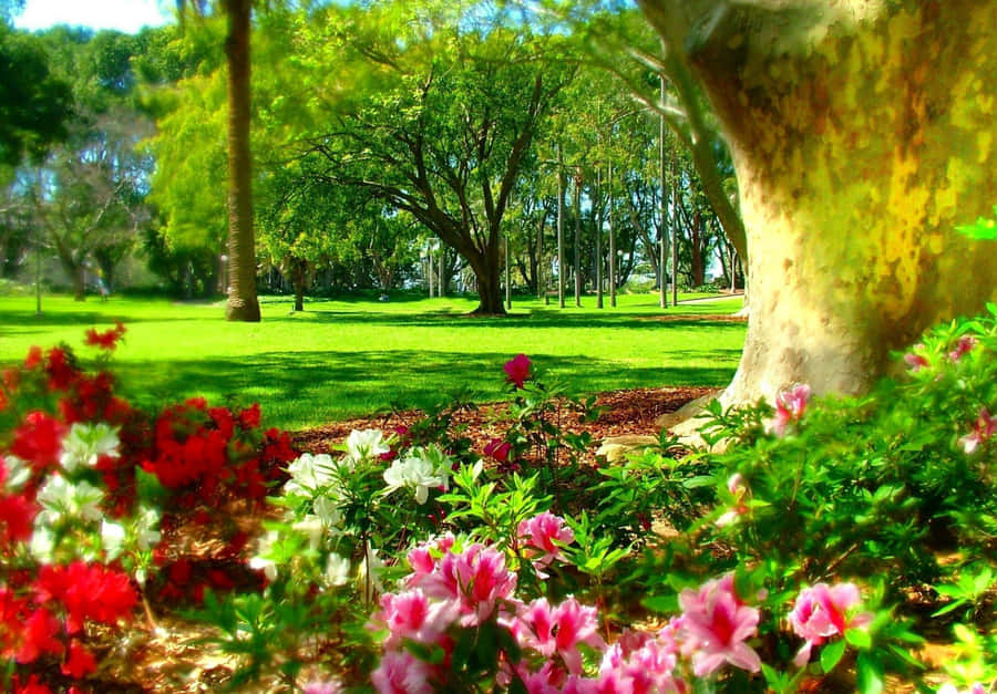 Hyde Park Sydney Floral Beauty Wallpaper