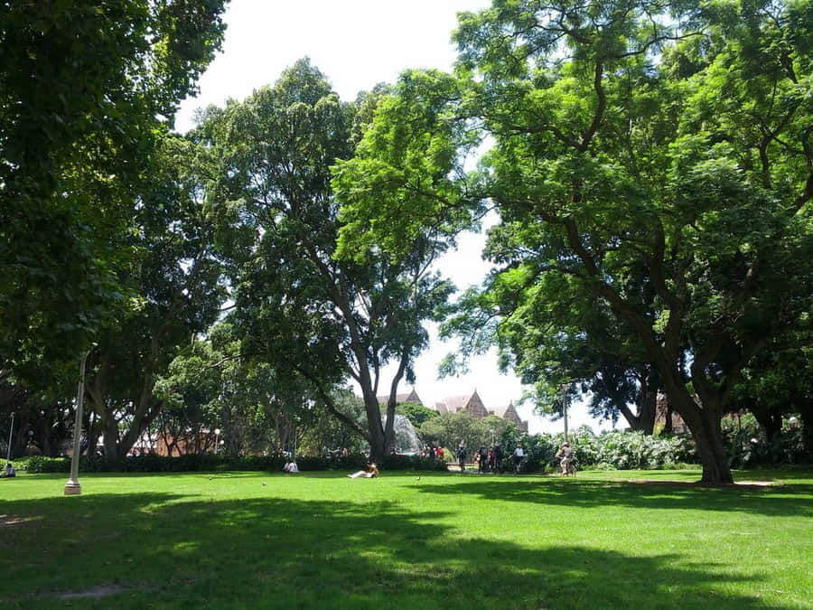 Hyde Park Sydney Greenery Wallpaper