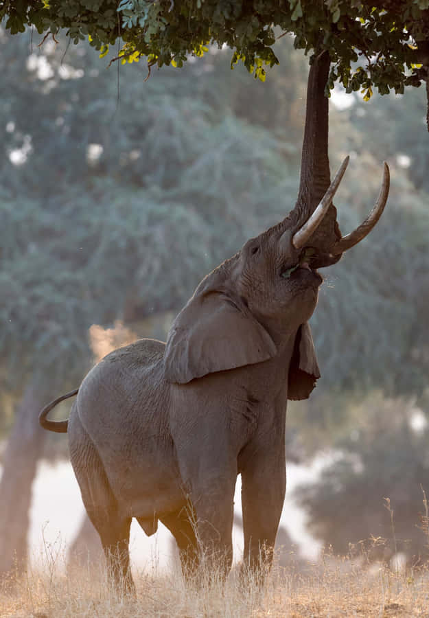 Ice Blue Pegasus In Magical Sky Wallpaper