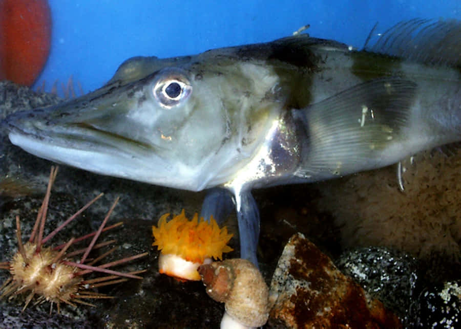 Icefishin Natural Habitat.jpg Wallpaper