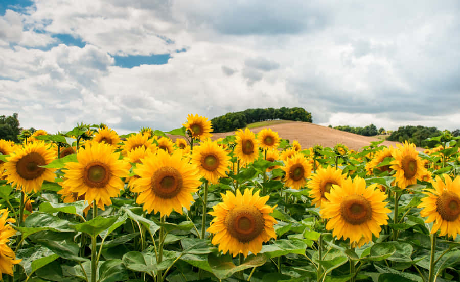 Idyllic Flowered Landscape At Sunrise Wallpaper