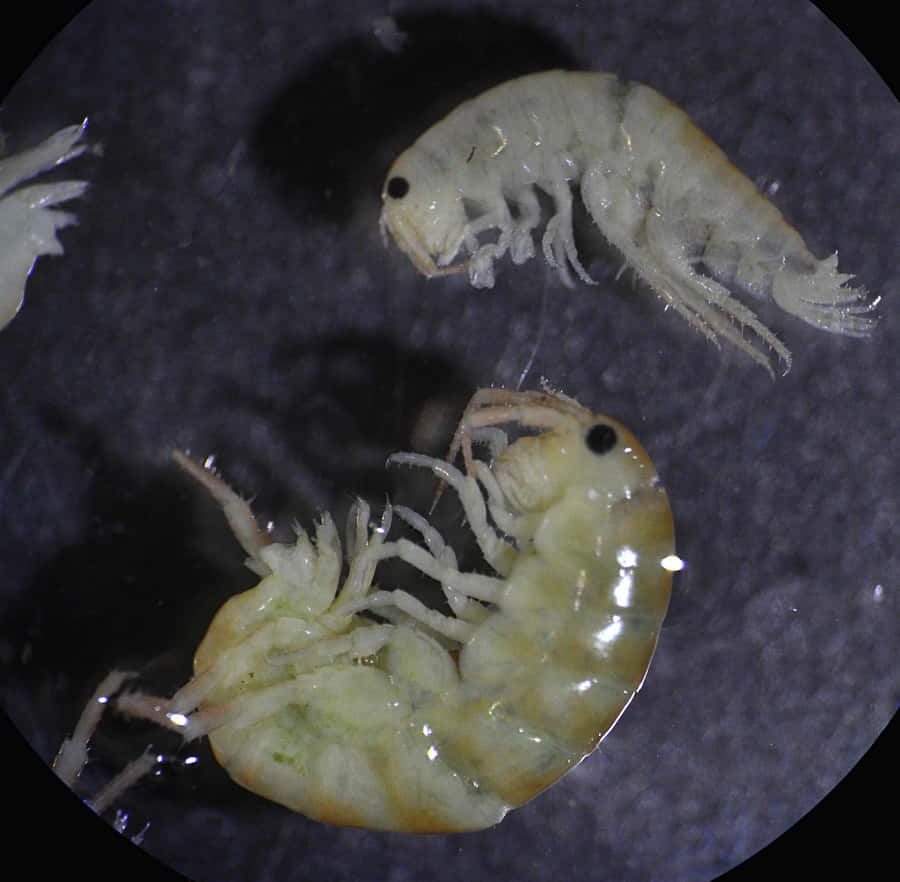 Illuminated Amphipod In Deep Ocean Exploration Wallpaper