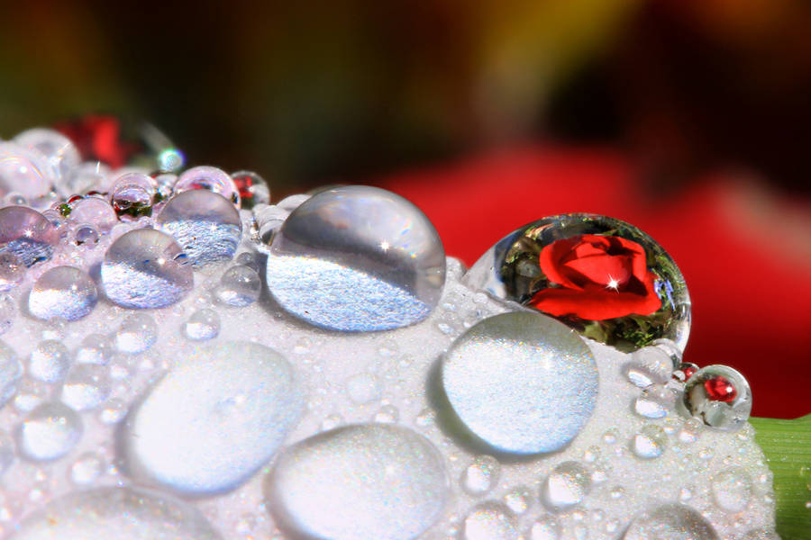 Illusion Small Rose Wallpaper