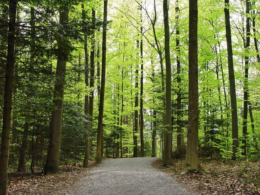 Image A Dark And Mysterious Forest Awaits Explorers Wallpaper