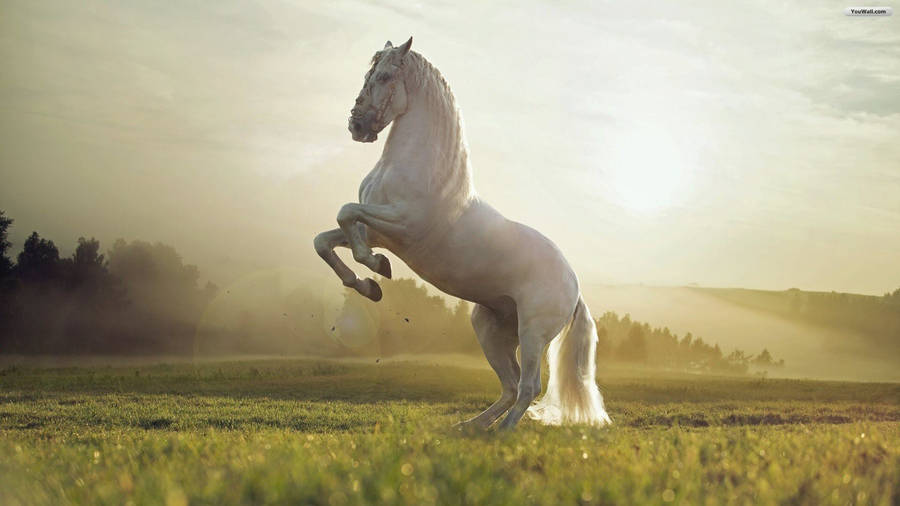 Image Majestic White Horse Rearing Wallpaper