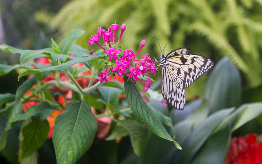 Immerse Yourself In The Beauty Of The Butterfly Zoo Wallpaper