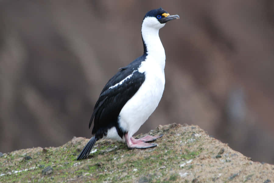 Imperial Shag On Rocky Ledge.jpg Wallpaper