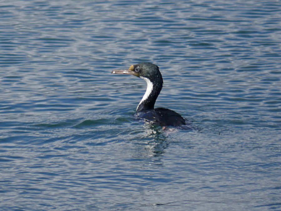 Imperial Shag Swimming Wallpaper