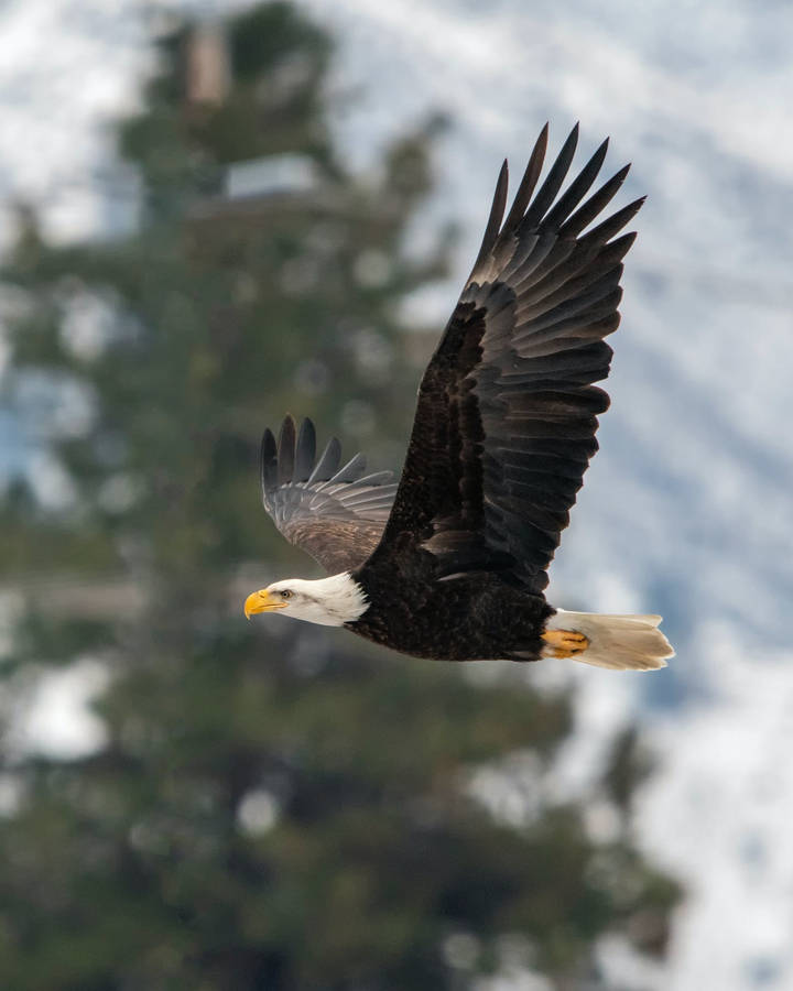 Impressive Bald Eagle Flying Wallpaper