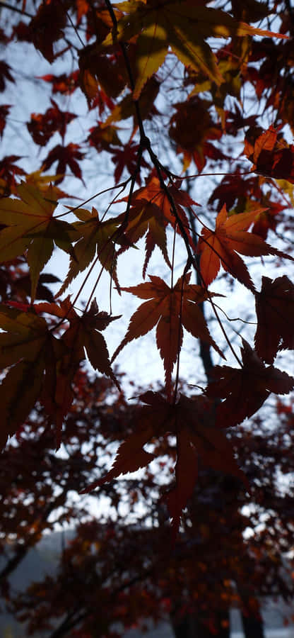 In Portrait Mode, Enjoy Everyday Moments Wallpaper