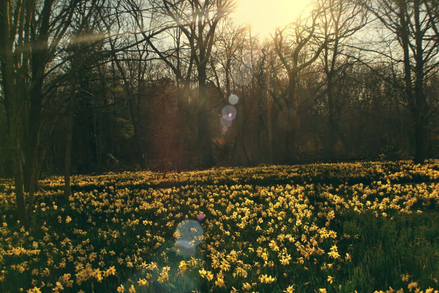 Indie Flower [wallpaper] Wallpaper