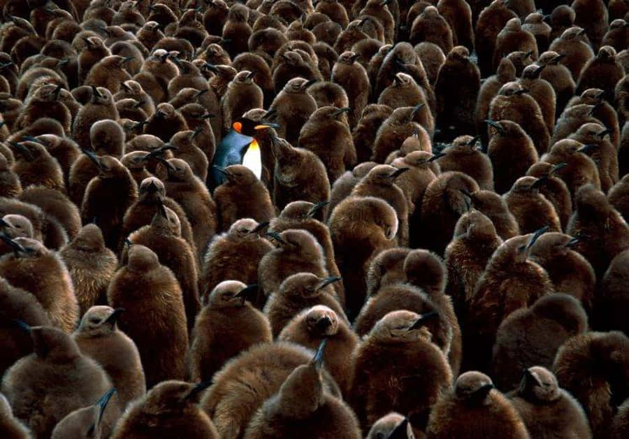 Individual Blue Penguin Wallpaper