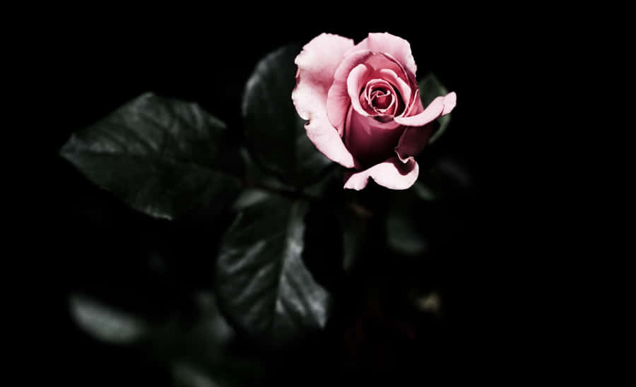 Individual Pink Rose Wallpaper