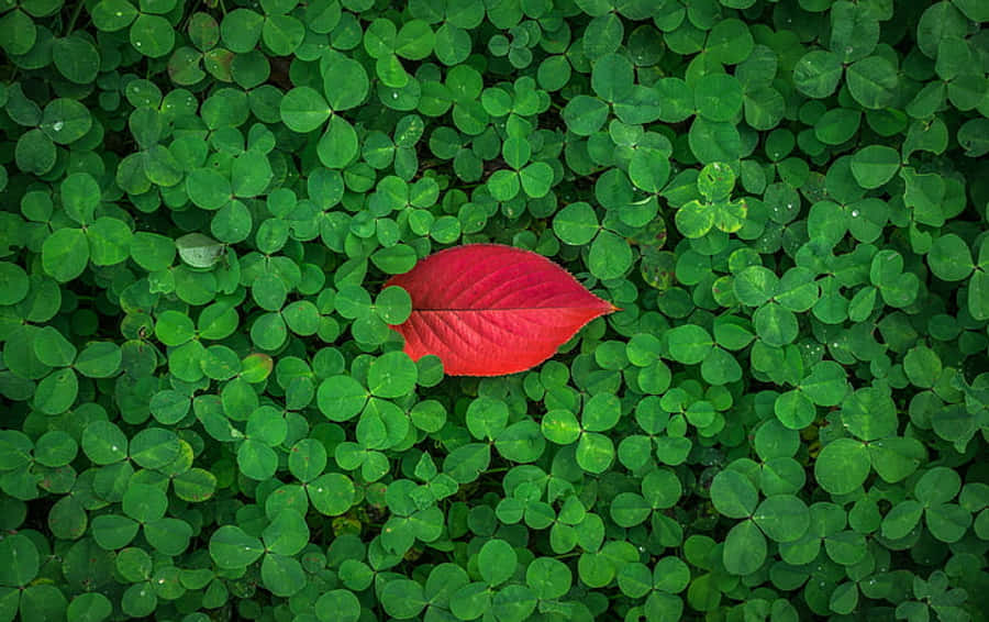 Individual Red Leaf Wallpaper
