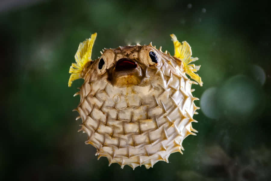 Inflated Blowfish Underwater Wallpaper